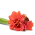 Amarylis na přání
